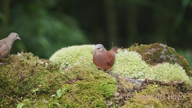 Ruddy Ground Dove - ML609447737