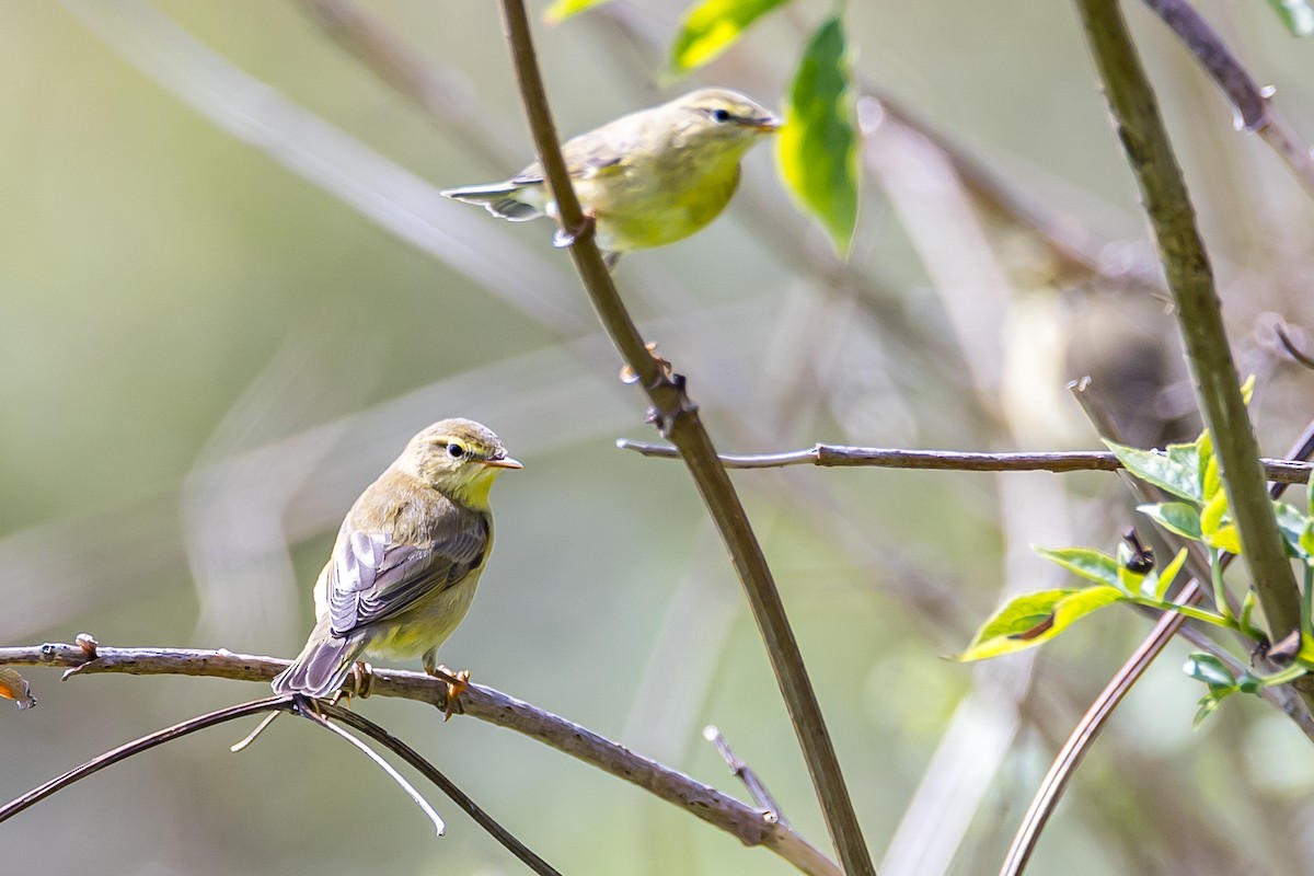 Willow Warbler - ML609447809