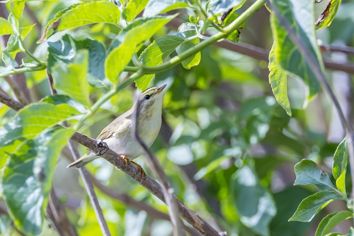 Willow Warbler - ML609447812