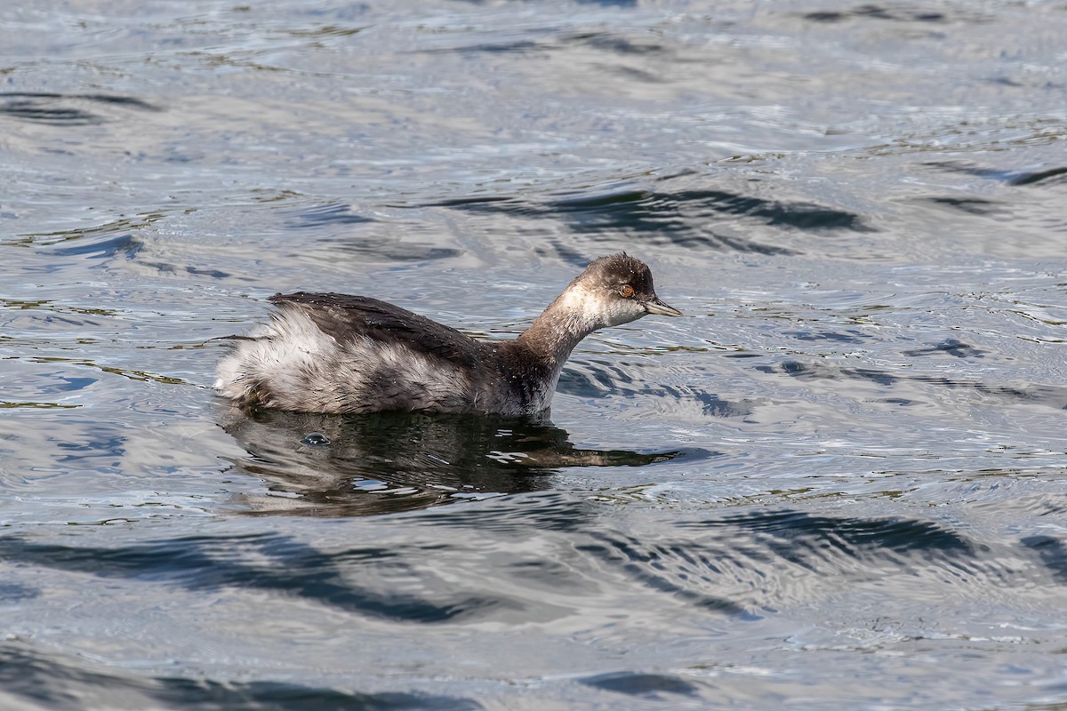 Eared Grebe - ML609448091