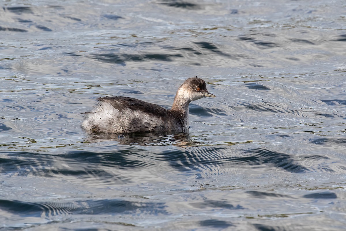 Eared Grebe - ML609448093