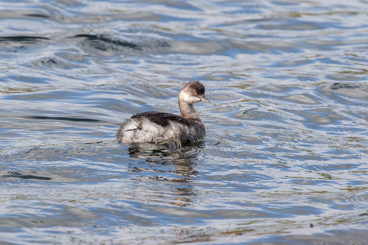 Eared Grebe - ML609448095