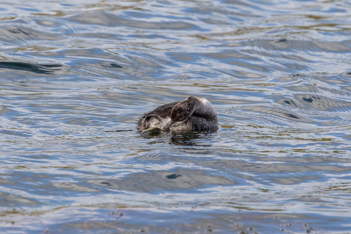 Eared Grebe - ML609448098