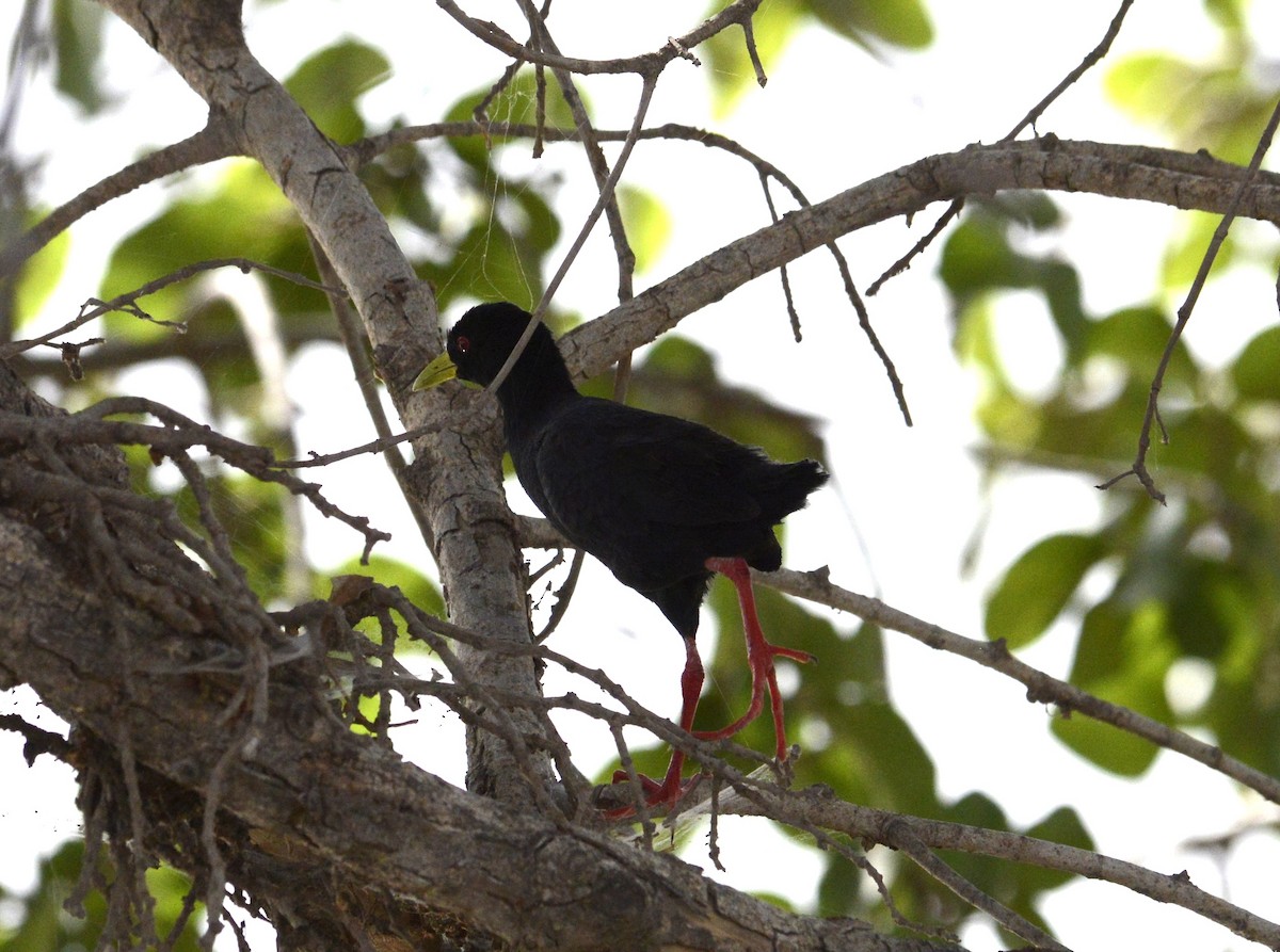 Black Crake - Bertina K