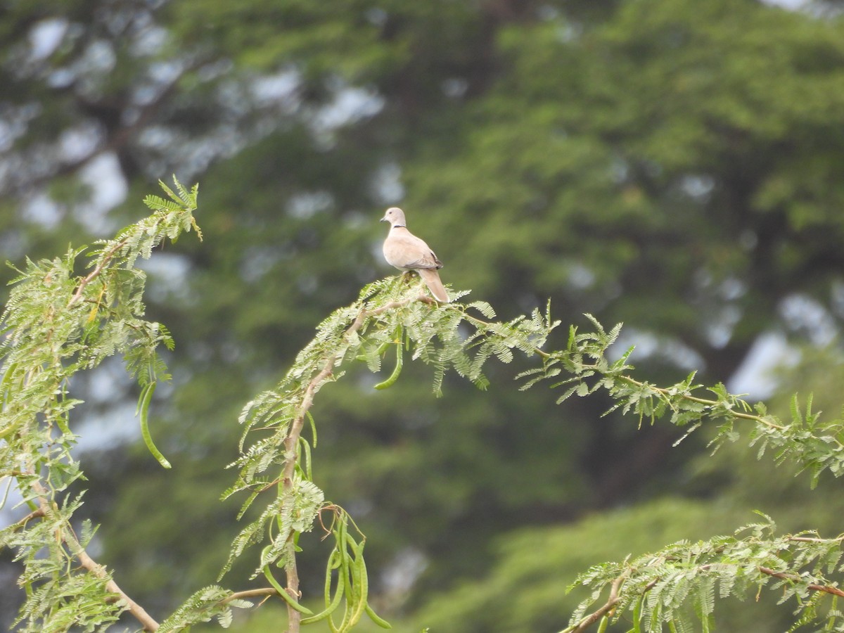 Eurasian Collared-Dove - Naveen Kumar S