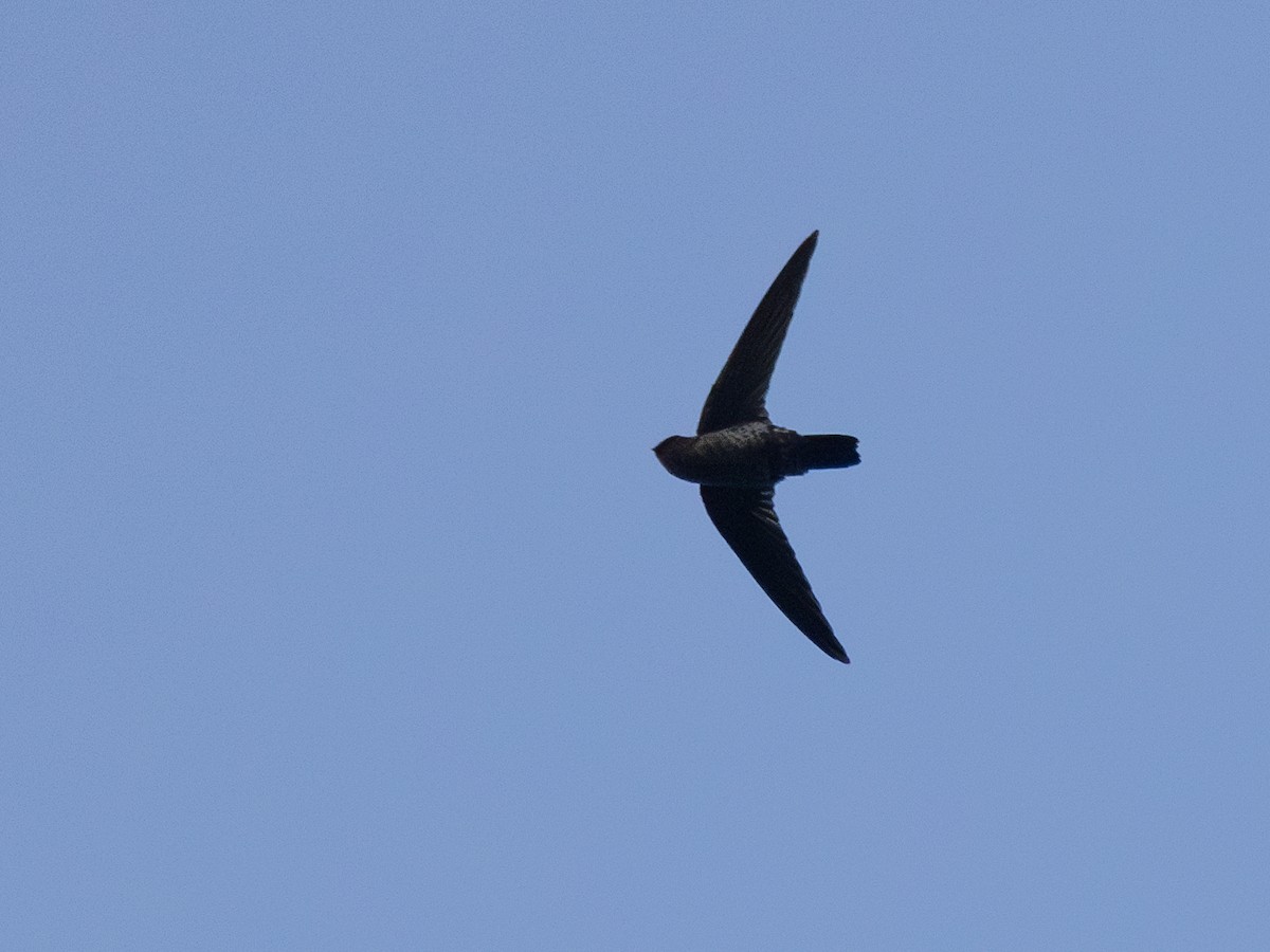 Black-nest Swiftlet - ML609448291