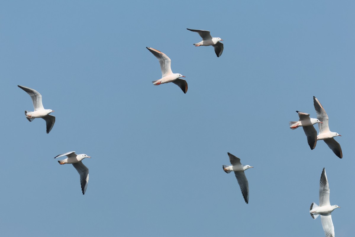 Slender-billed Gull - ML609448299