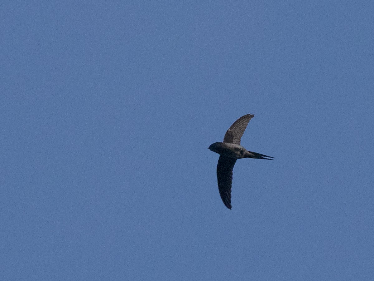 Gray-rumped Treeswift - ML609448305