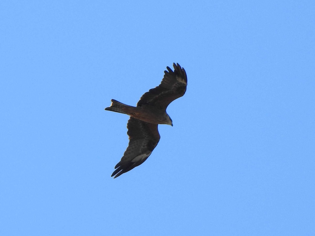 Black Kite - ML609448309