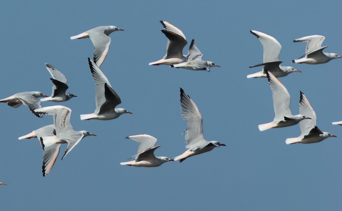 Slender-billed Gull - ML609448310