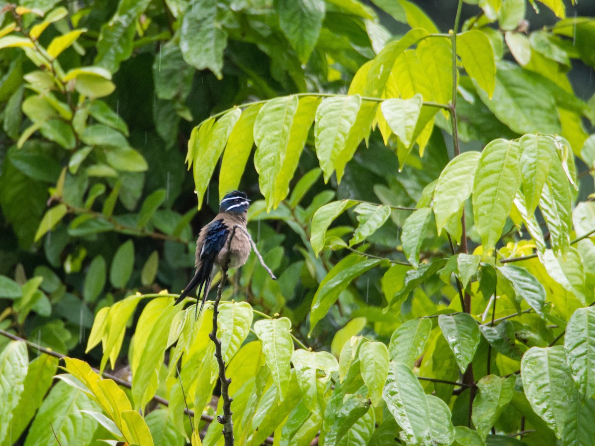 Whiskered Treeswift - ML609448341