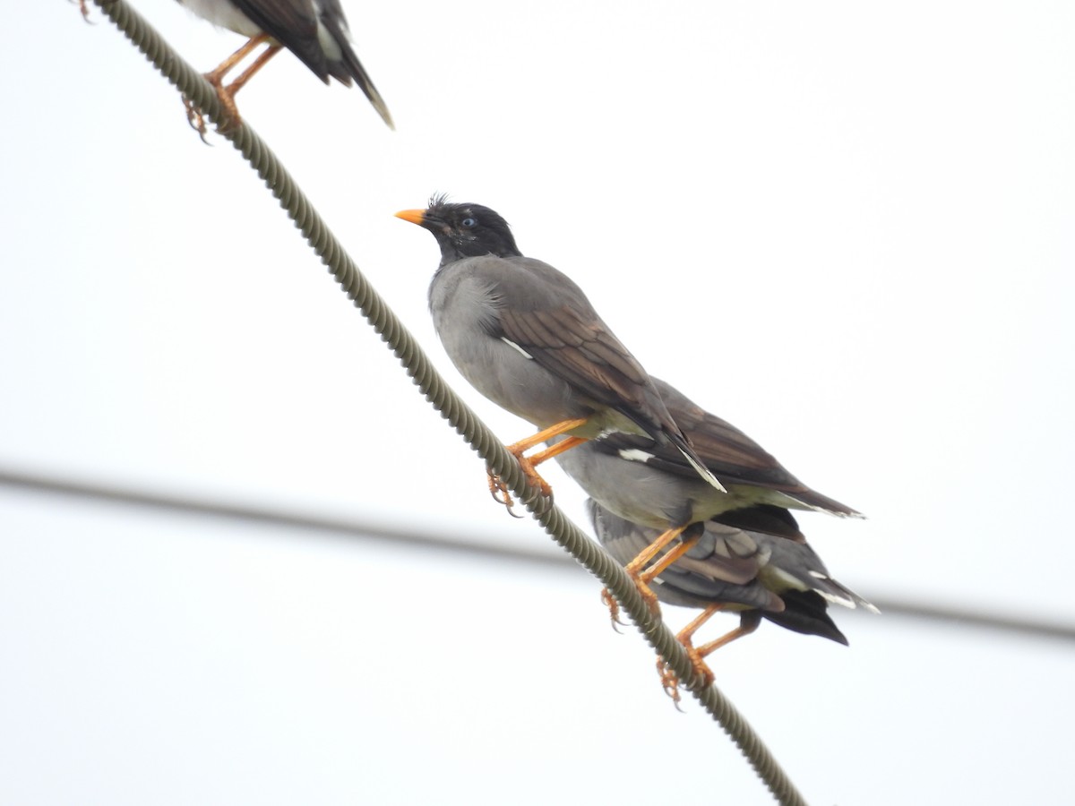 Jungle Myna - Naveen Kumar S