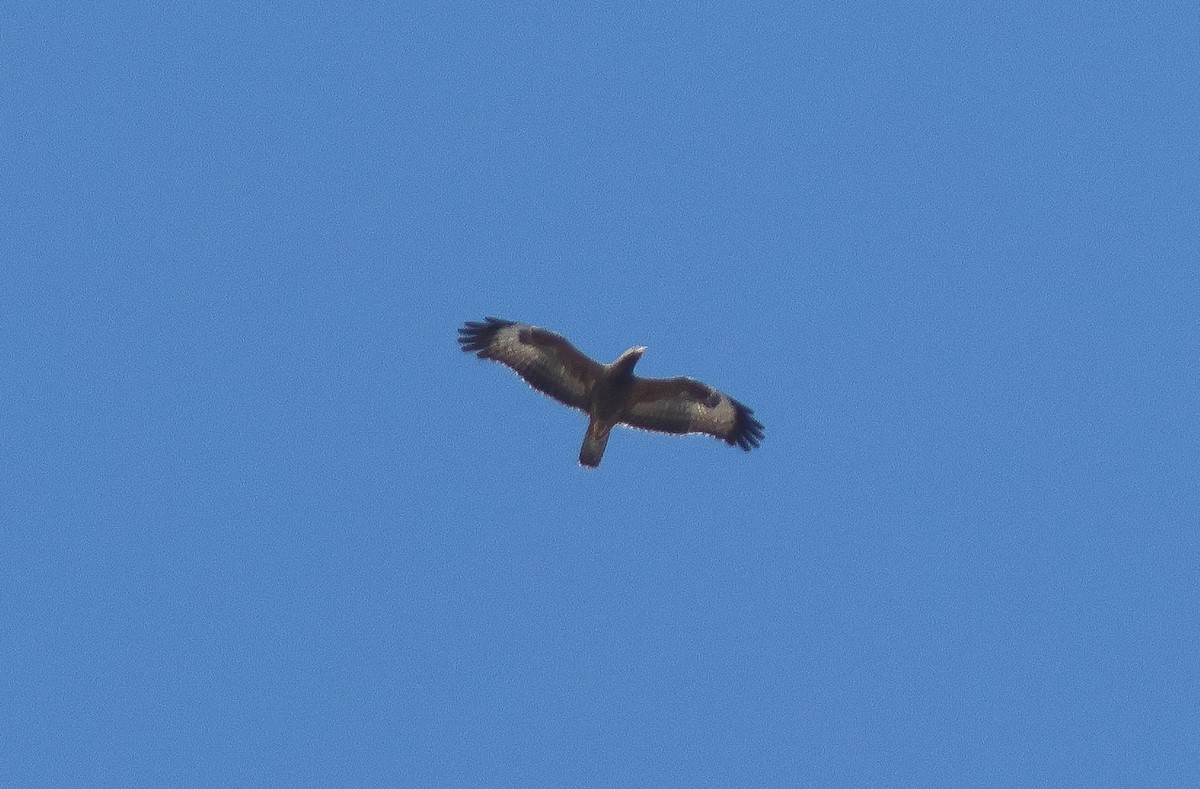 European Honey-buzzard - ML609448344