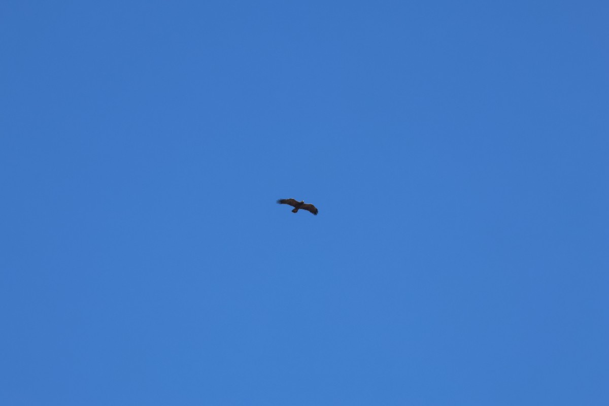 Lesser Spotted Eagle - ML609448400