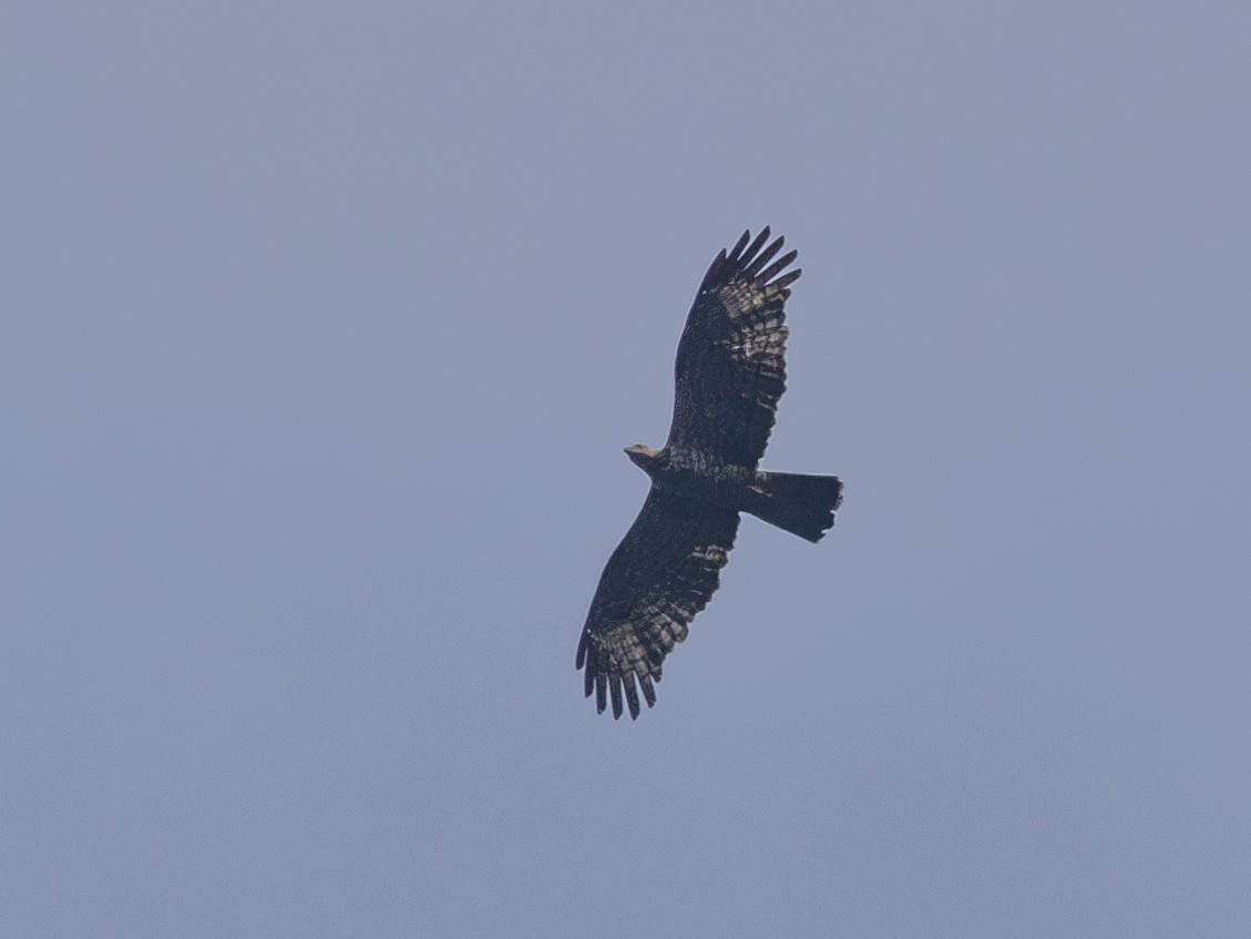 Oriental Honey-buzzard - ML609448416