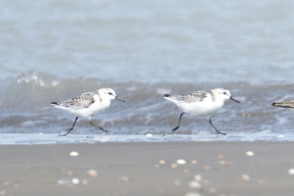 Sanderling - Austin C & Haocong R