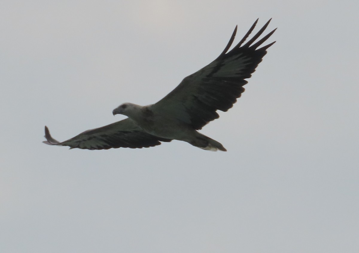 White-bellied Sea-Eagle - ML609448516