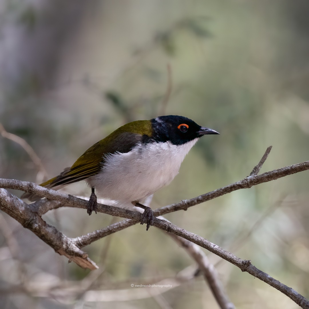 White-naped Honeyeater - Michelle Edmonds