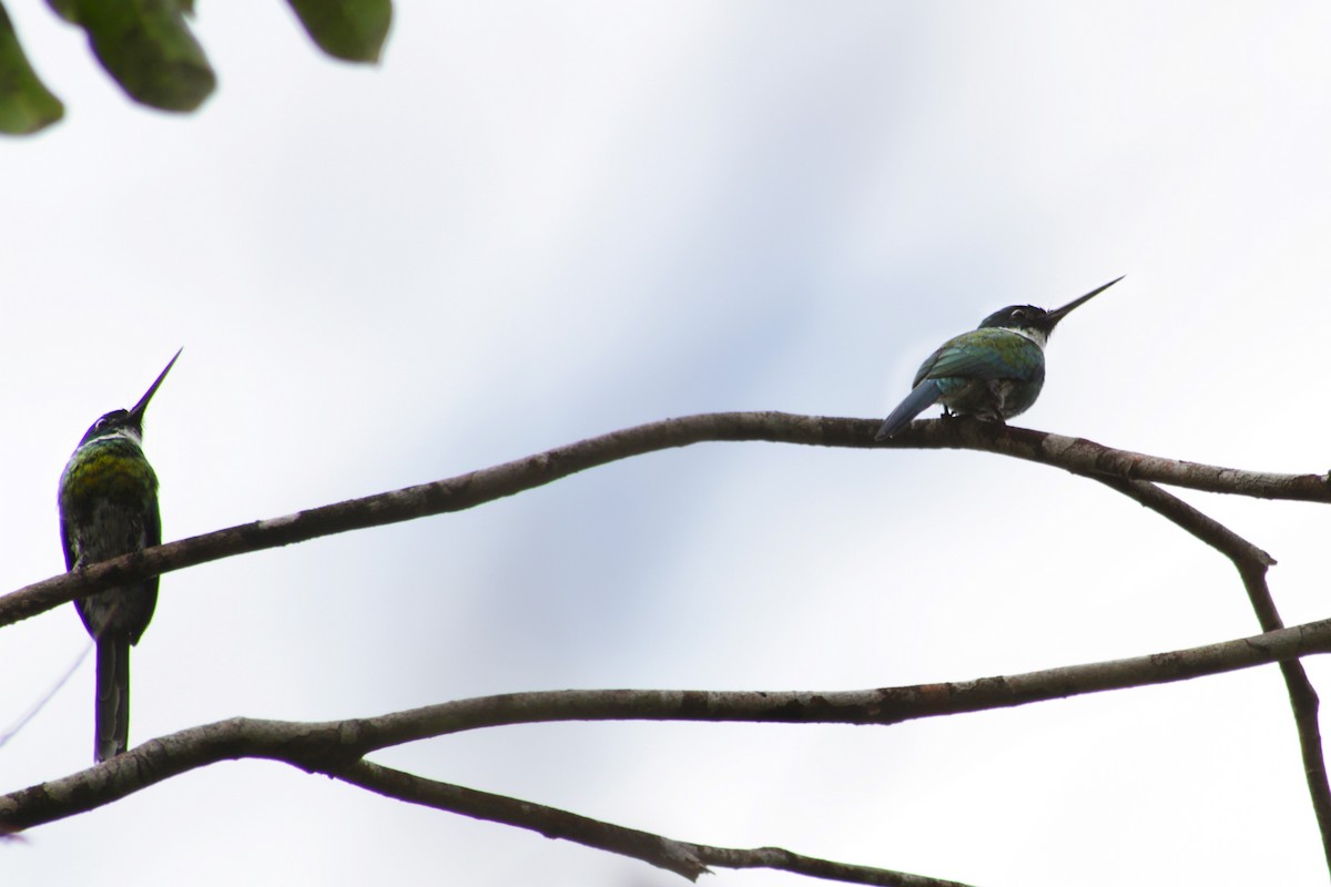 Bronzy Jacamar - Lia Kajiki