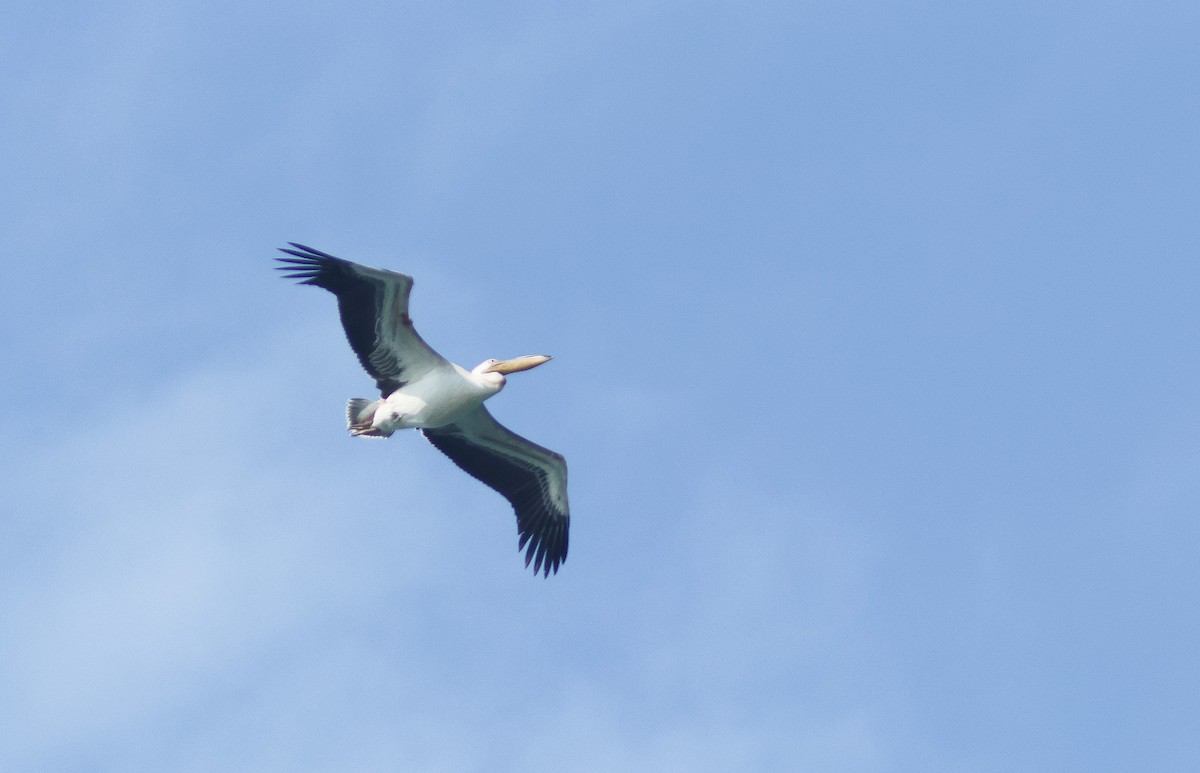 Great White Pelican - ML609448614