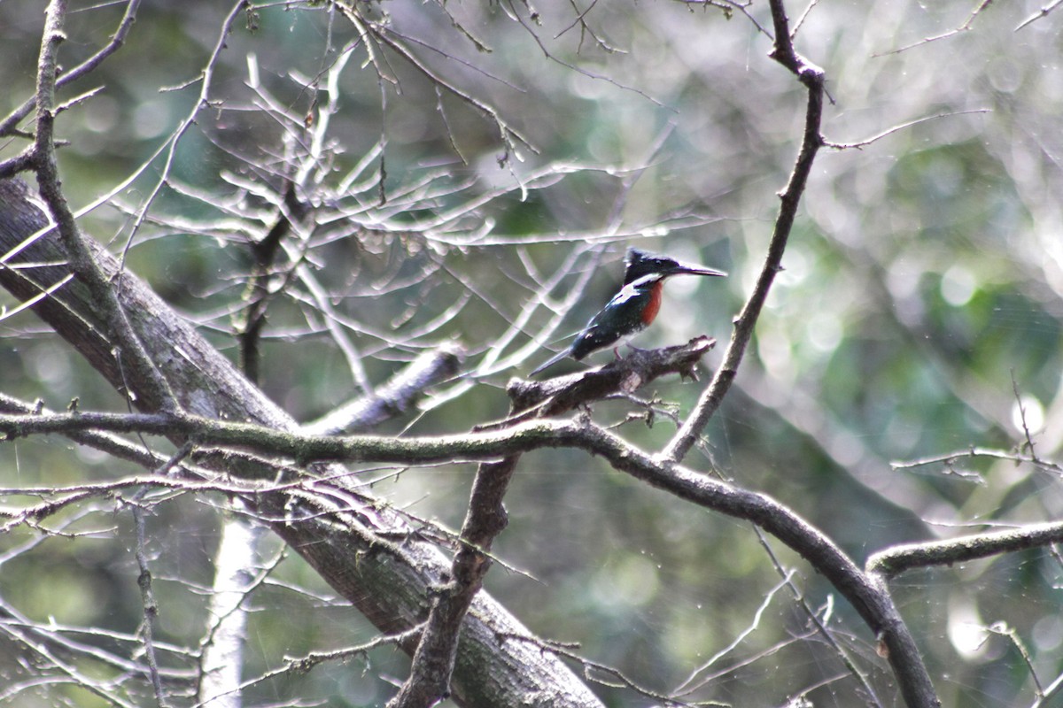 Amazon Kingfisher - Lia Kajiki