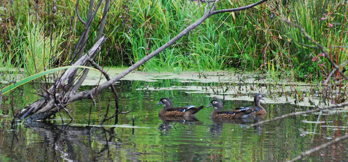 Wood Duck - Max Thayer