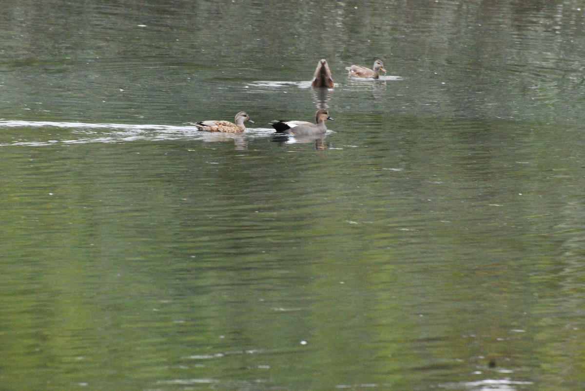 Gadwall - Max Thayer