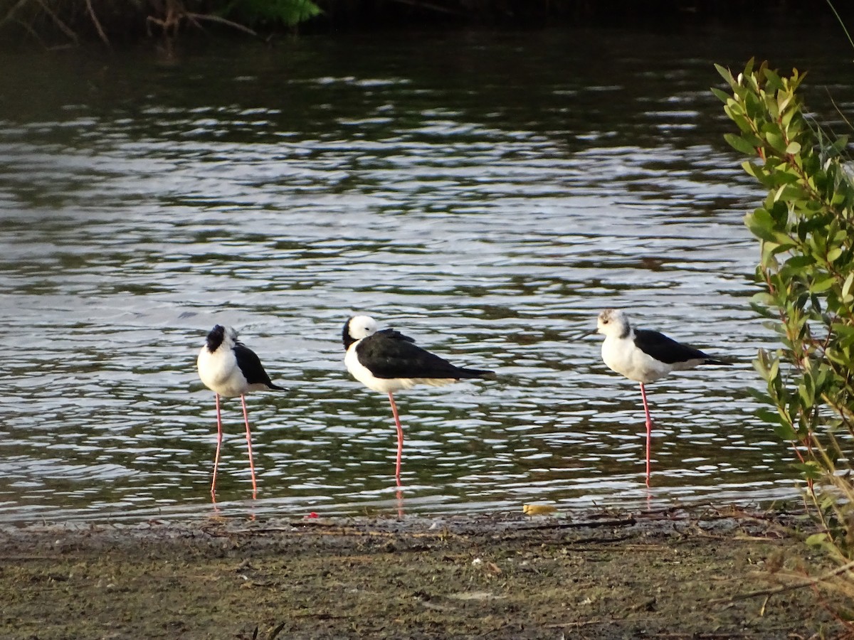 Pied Stilt - ML609448773