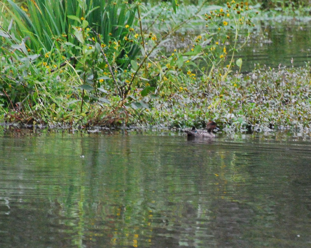 Green-winged Teal - Max Thayer