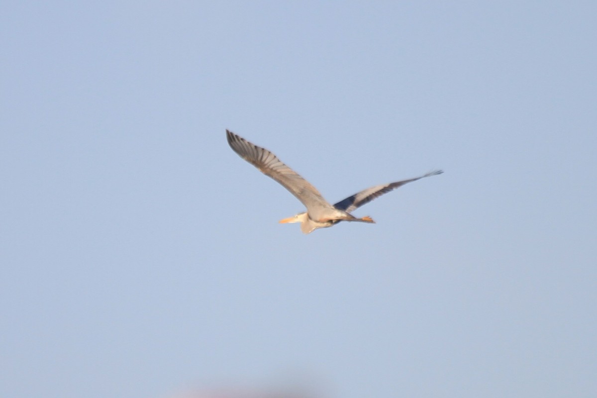 Great Blue Heron - Dave Andrews