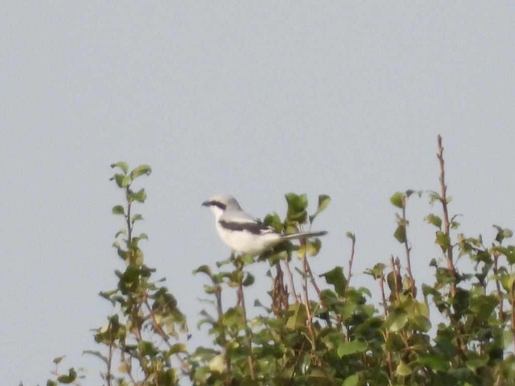 Great Gray Shrike (Great Gray) - ML609448812