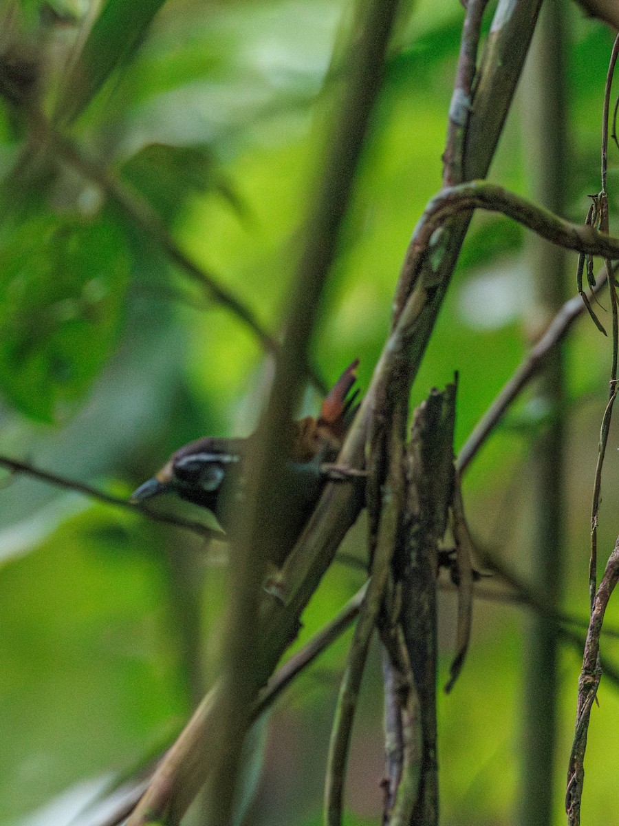 White-necked Babbler - ML609448846