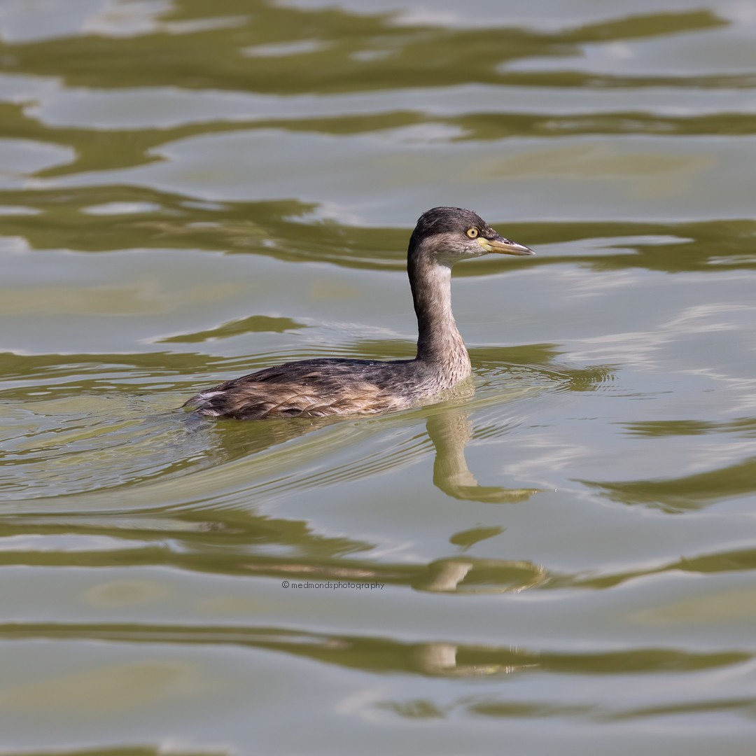 Australasian Grebe - ML609448852