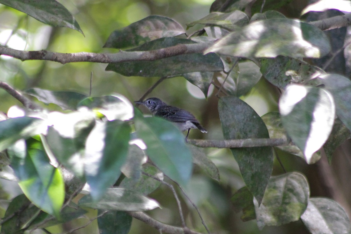 Black-chinned Antbird - Lia Kajiki