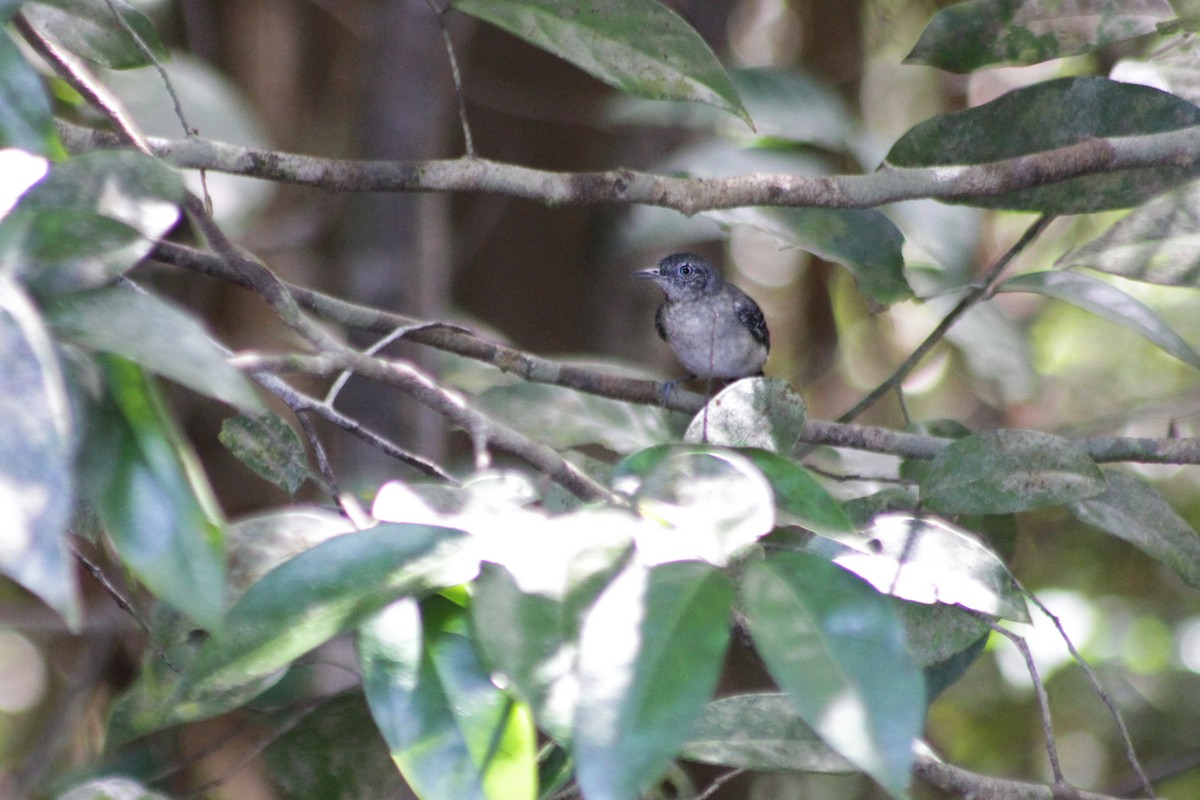 Black-chinned Antbird - Lia Kajiki