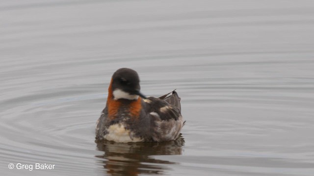 Phalarope à bec étroit - ML609448892