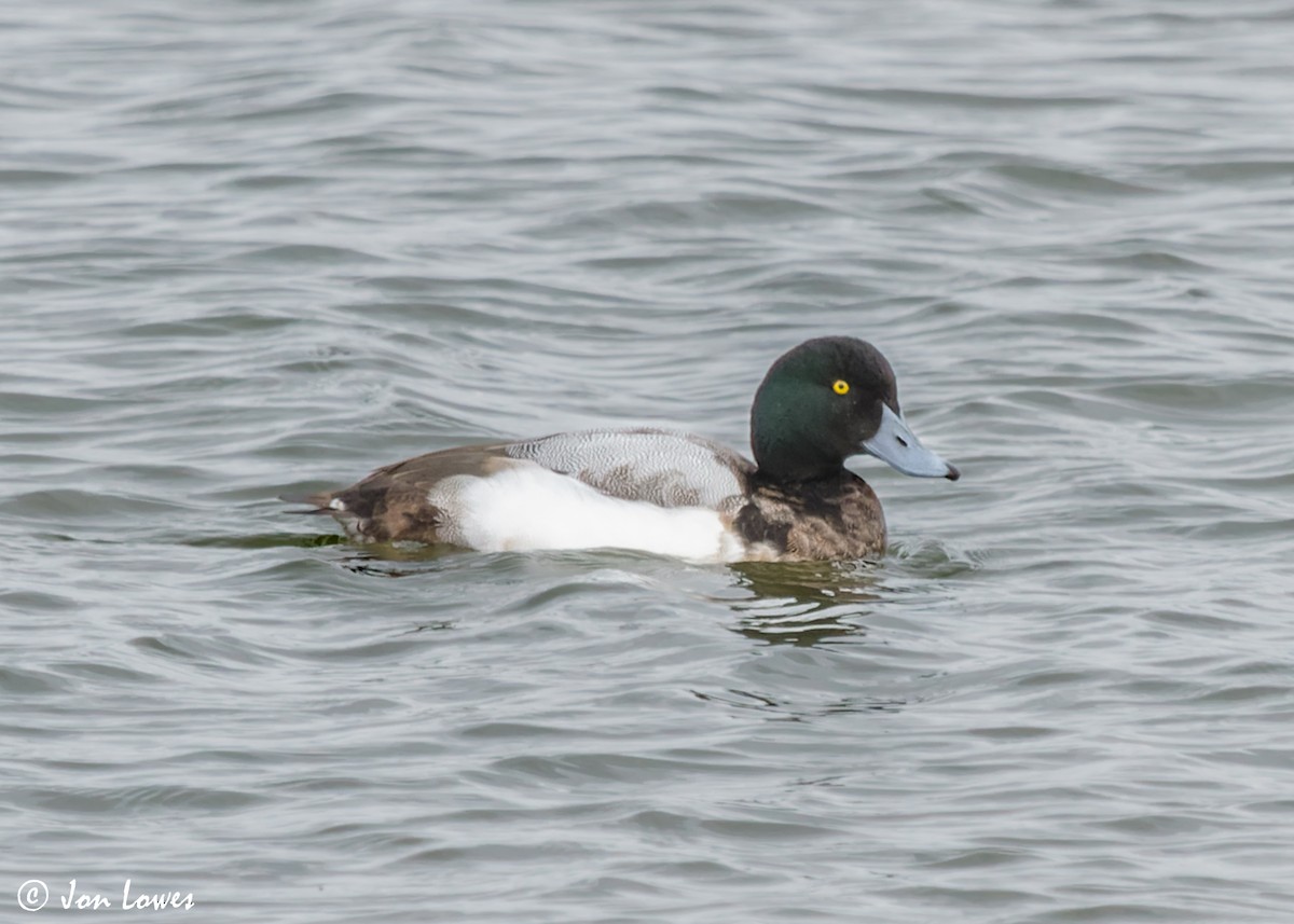 Greater Scaup - Jon Lowes