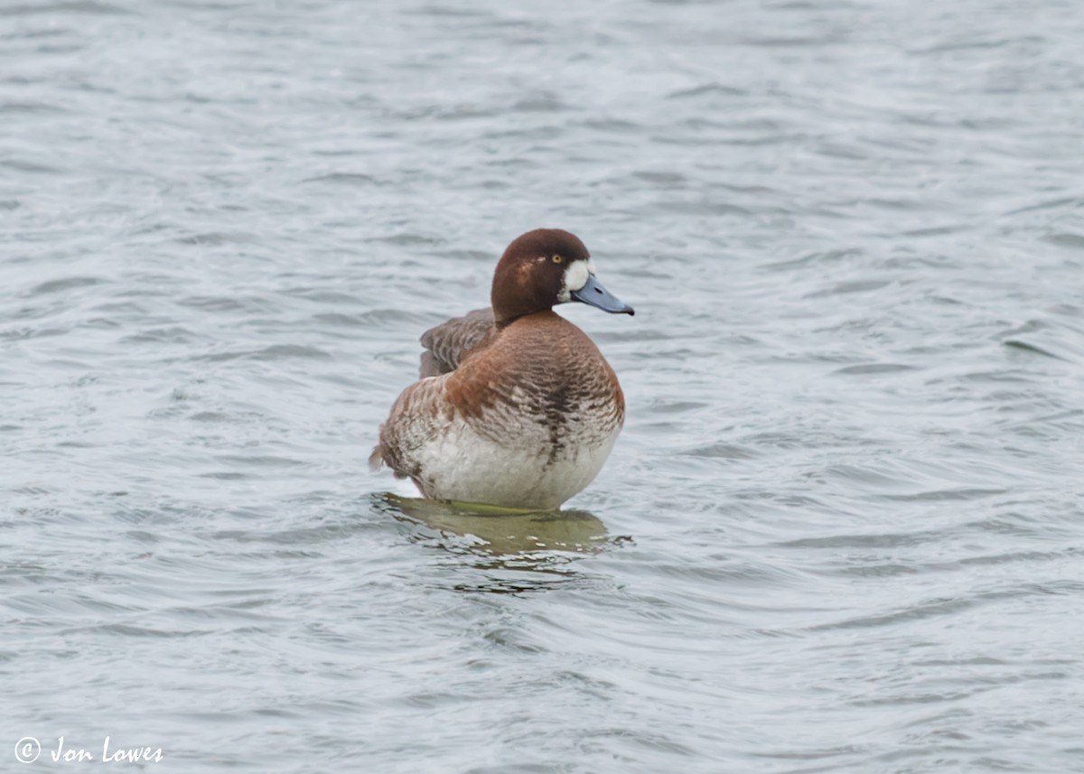 Greater Scaup - Jon Lowes