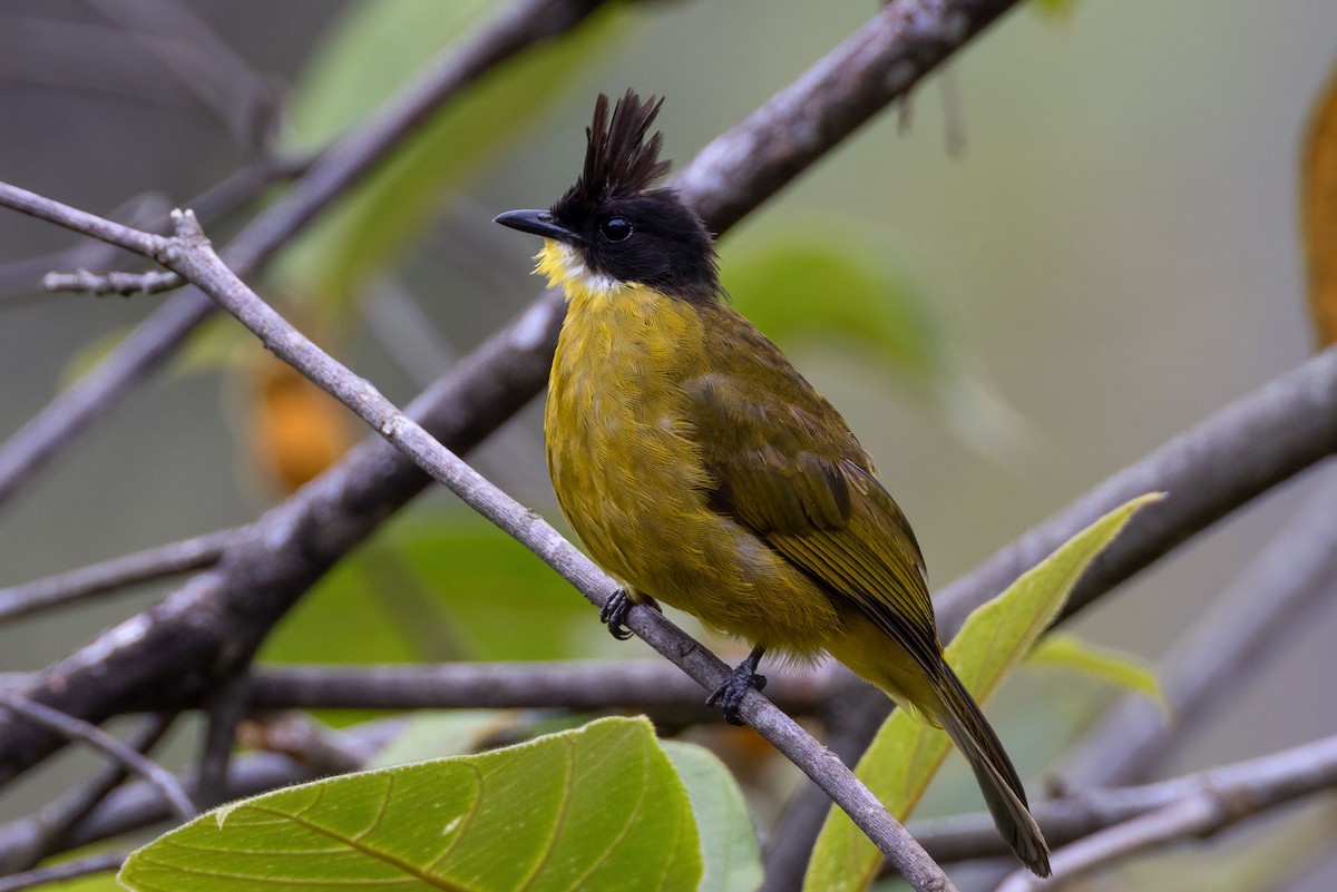 Bornean Bulbul - Julie Edgley