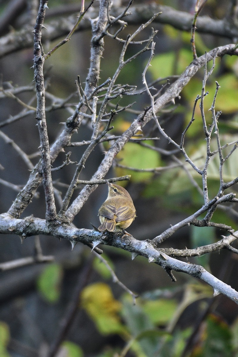 Common Chiffchaff - Tapan Kane