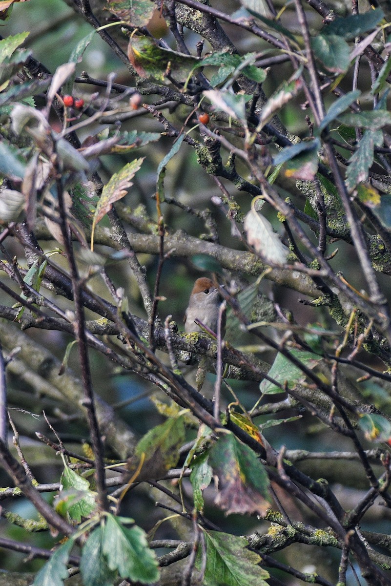 Eurasian Blackcap - Tapan Kane