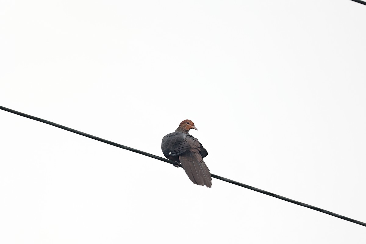 Philippine Cuckoo-Dove - Chien-wei Tseng