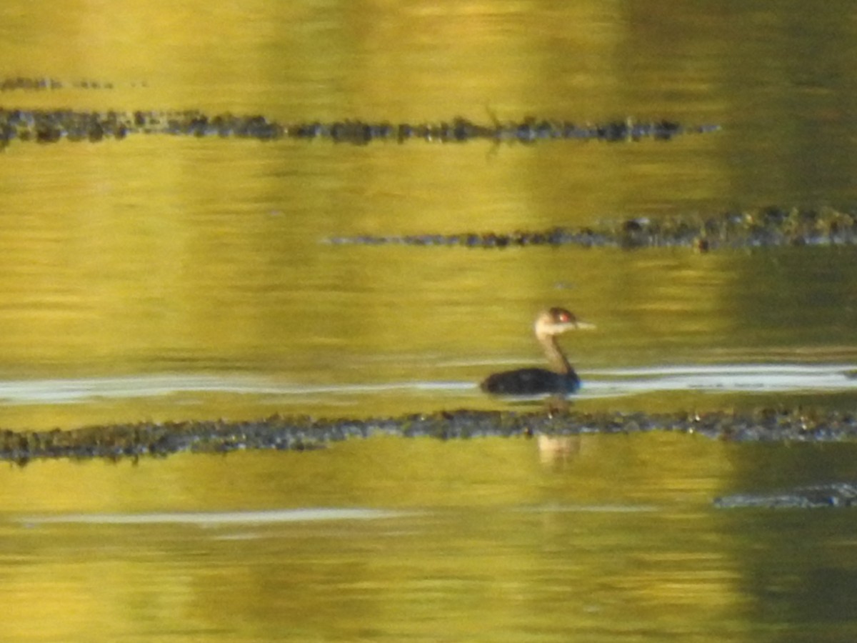 Eared Grebe - ML609449026