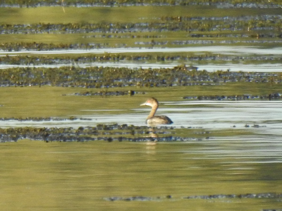 Eared Grebe - ML609449027