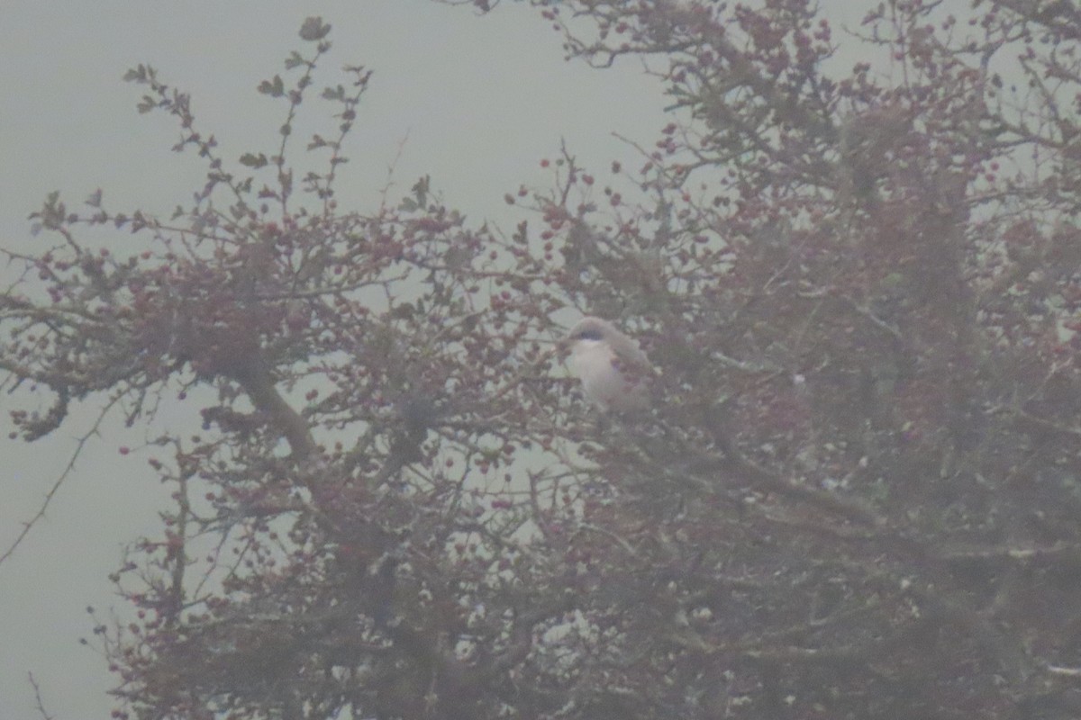 Lesser Gray Shrike - Matt  Doyle