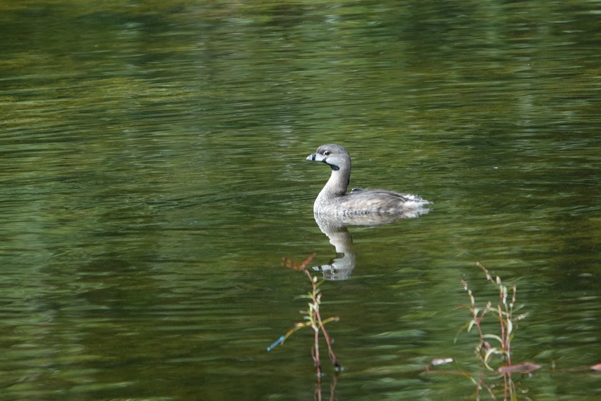 Grèbe à bec bigarré - ML609449037