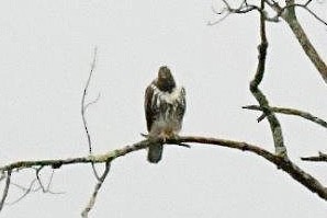 Red-tailed Hawk (abieticola) - ML609449082