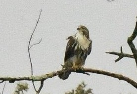 Red-tailed Hawk (abieticola) - ML609449083