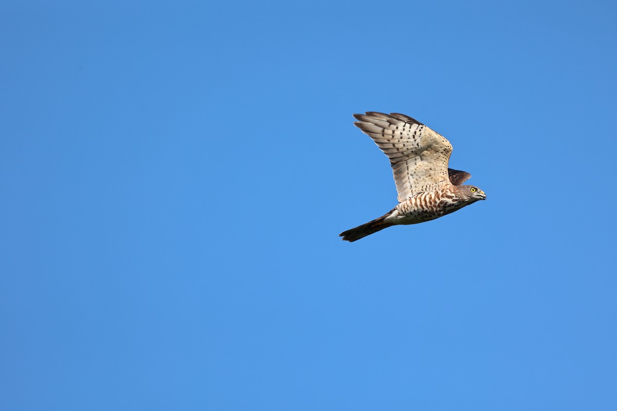 Chinese Sparrowhawk - Chien-wei(Bao) Tseng
