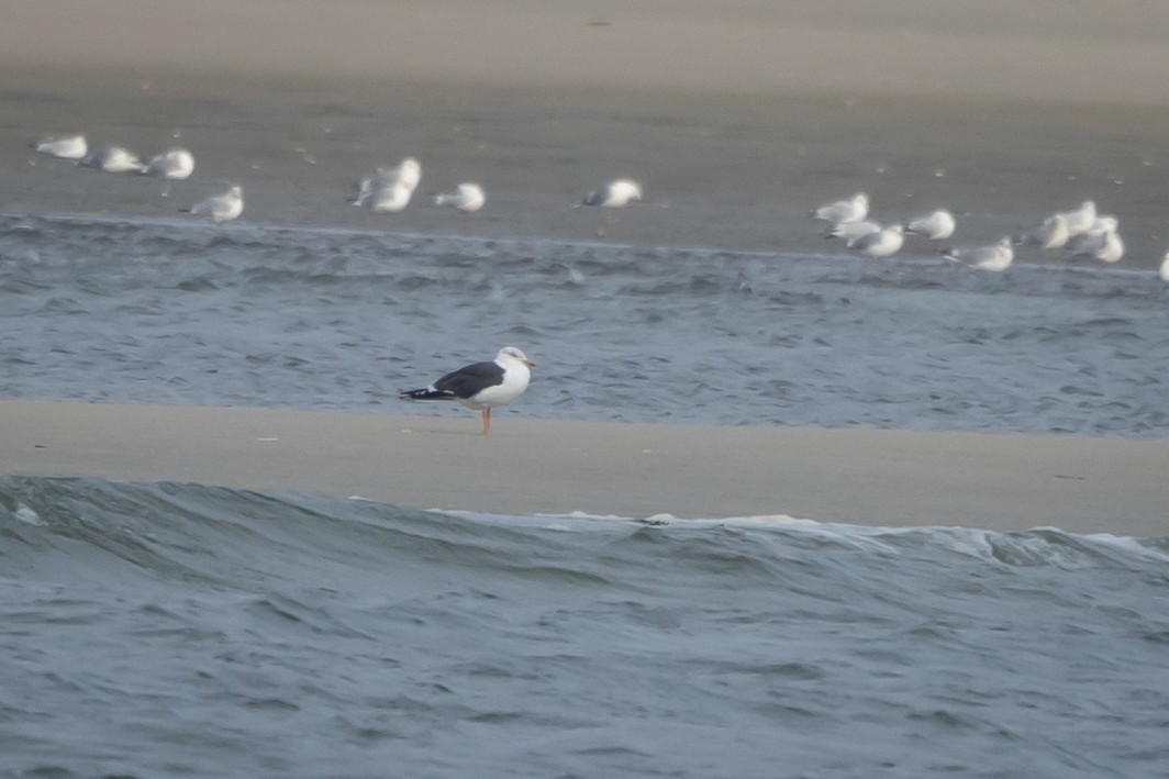 Lesser Black-backed Gull - ML609449090